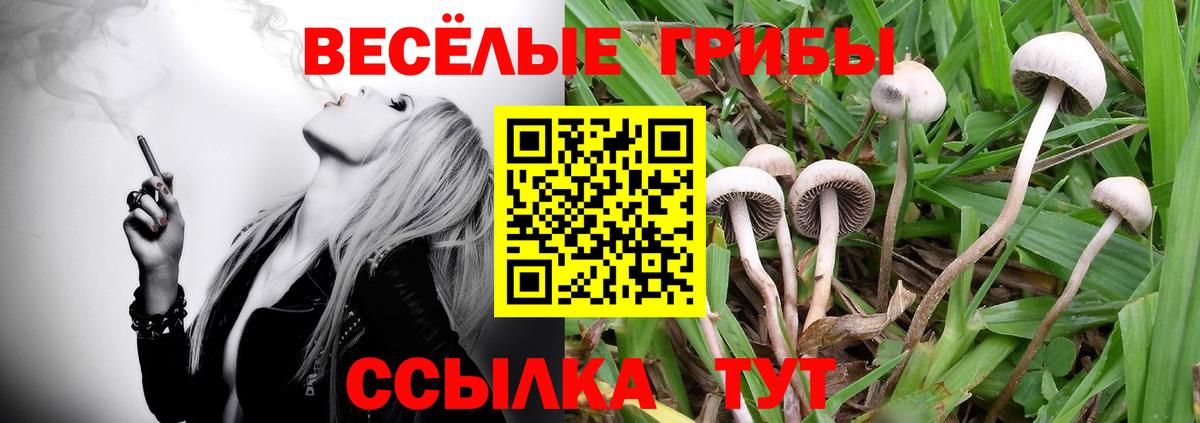 Псилоцибиновые грибы Psilocybine cubensis Тобольск